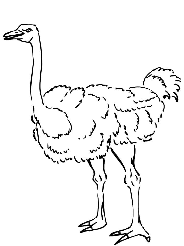 Рисование страуса