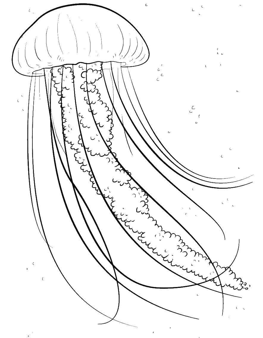 Медуза шаблон