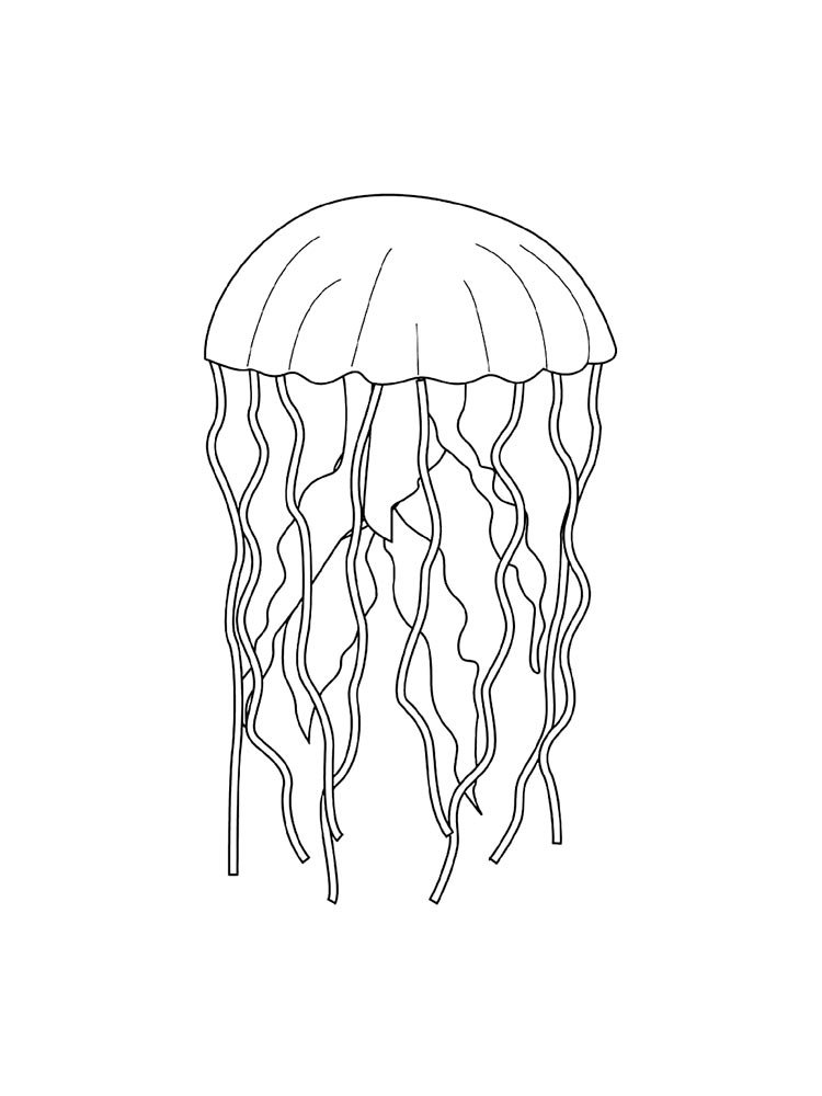 Медуза шаблон