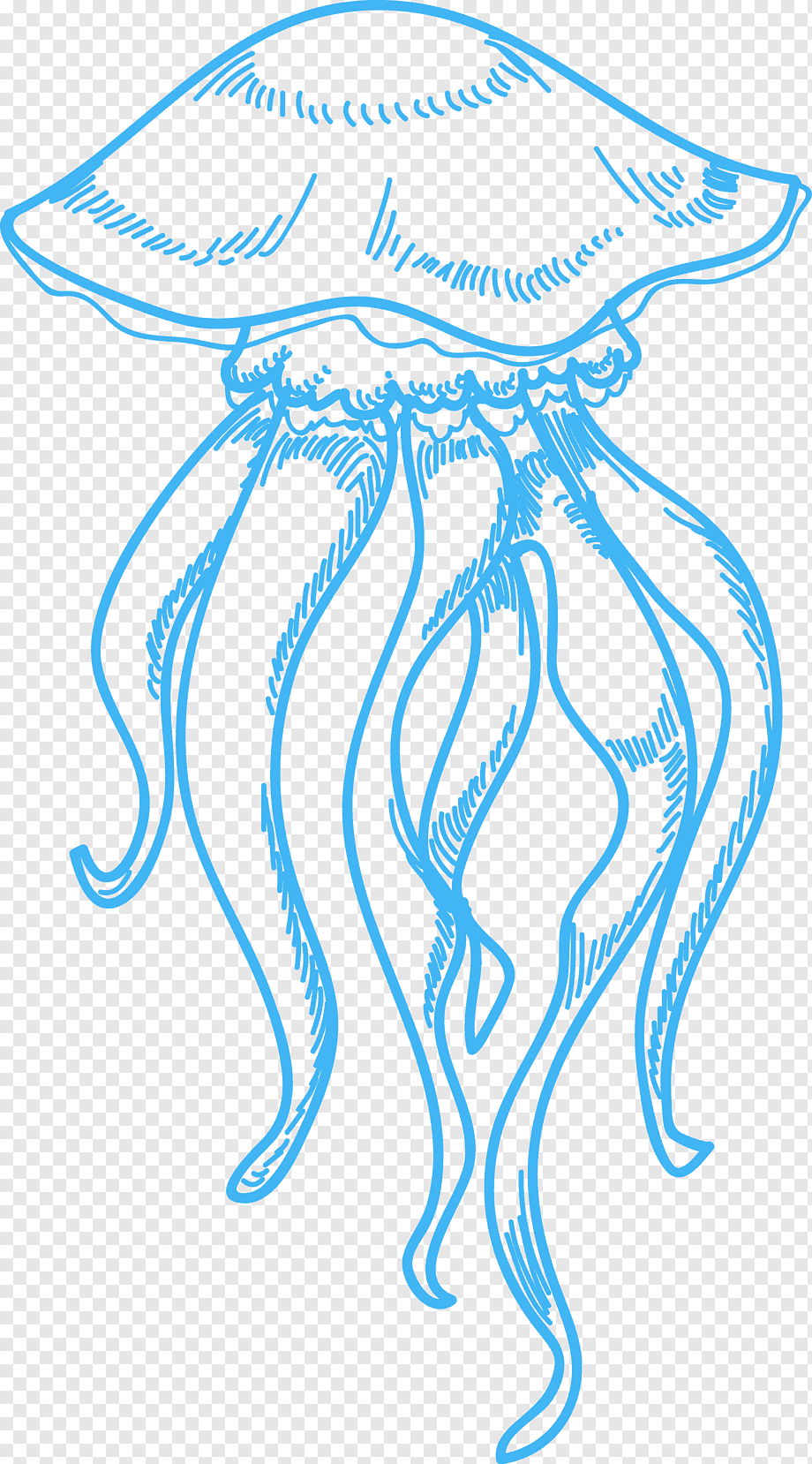 Раскраска морская медуза