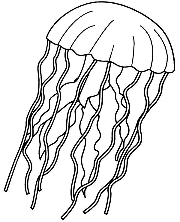 Раскраска морские обитатели медуза