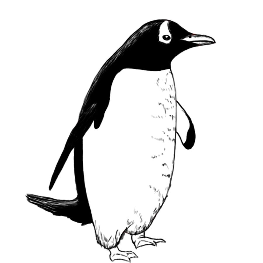 Картинка пингвина для детей раскраска