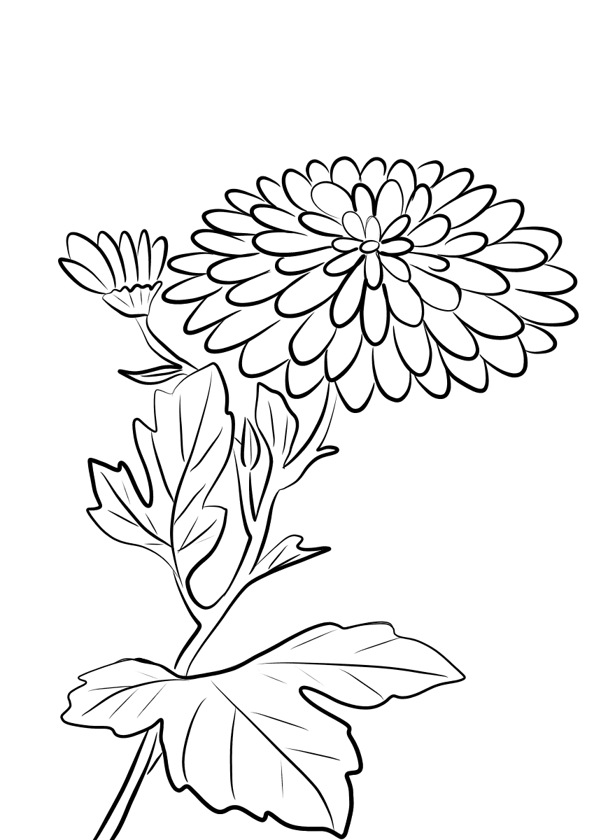 Хризантемы карандашом