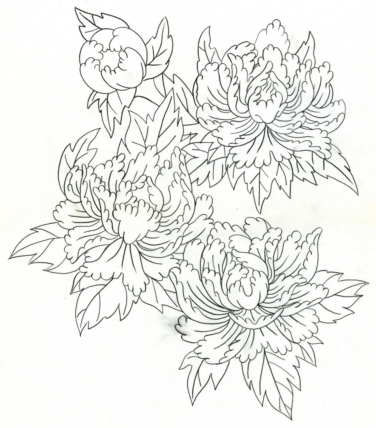 Раскраска Хризантема цветок