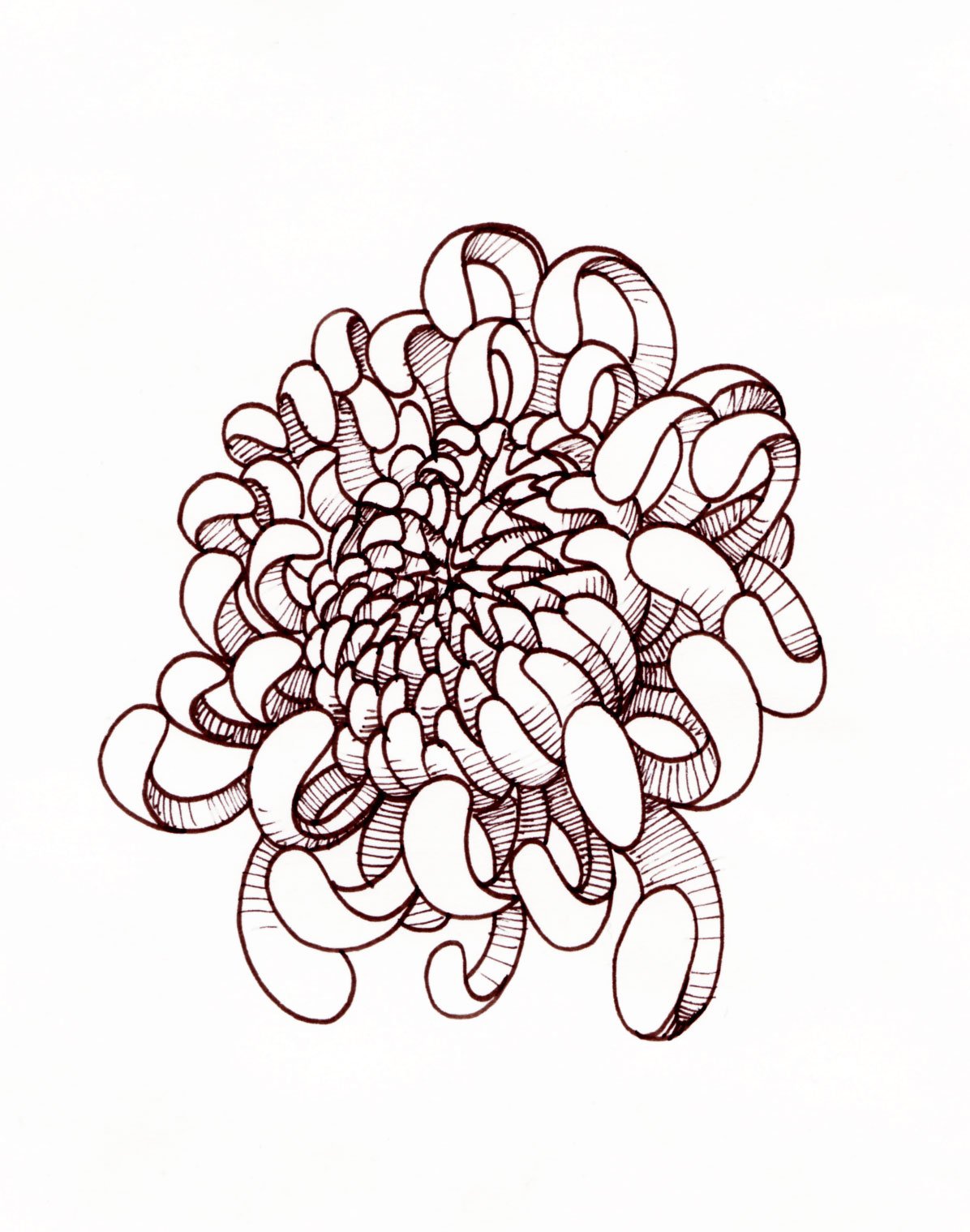 Хризантемы для срисовки