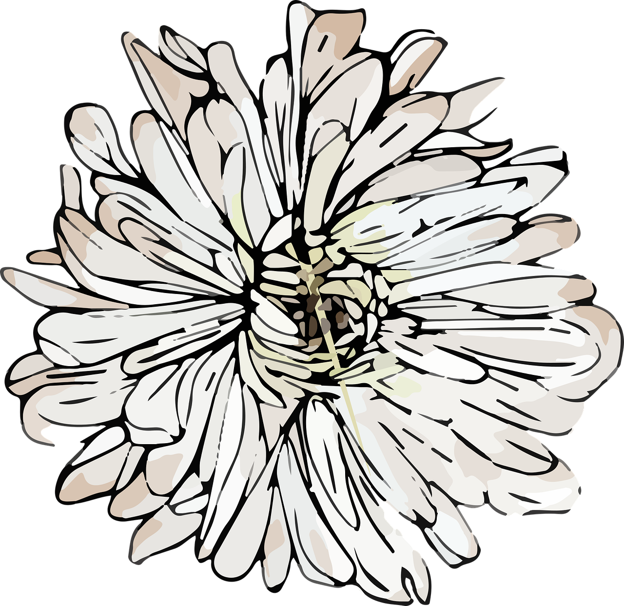 Цветок Астра вектор черно-белый