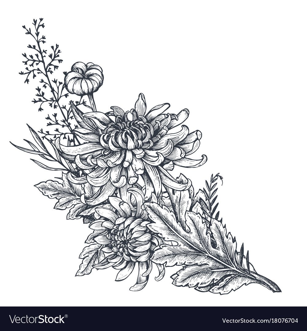 Цветок Хризантема контур