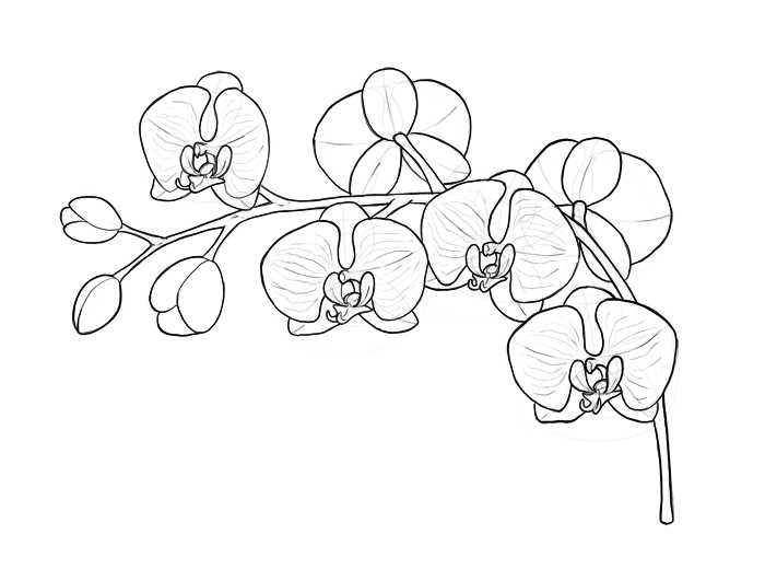Раскраски цветы орхидеи