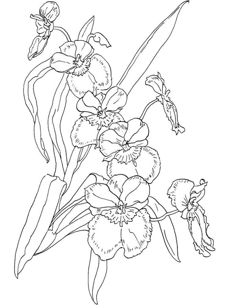 Рисунок орхидеи Мильтония