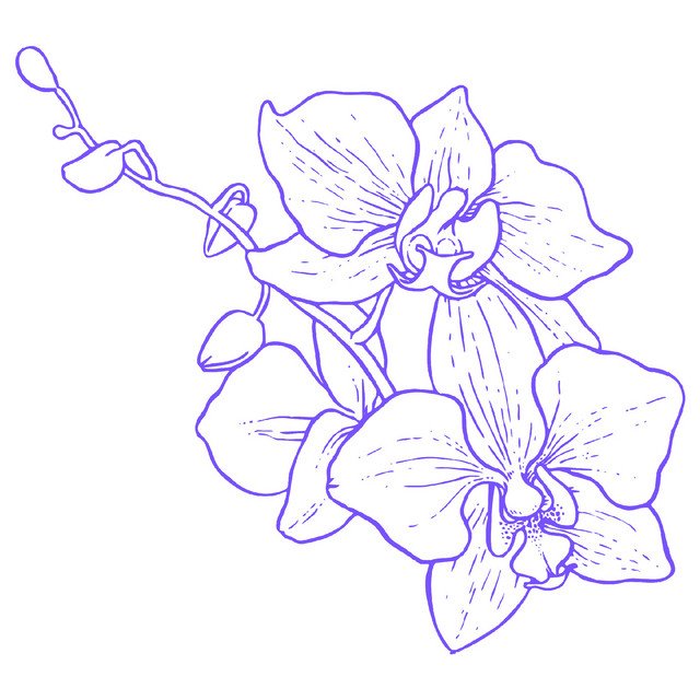 Орхидея схематично