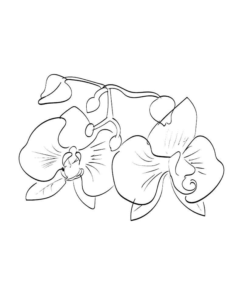 Раскраски цветы орхидеи
