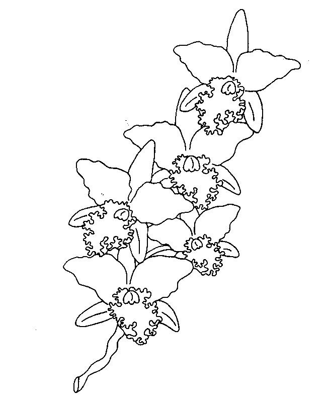 Орхидея разрисовка