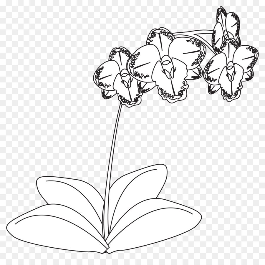 Орхидея рисунок черно белый