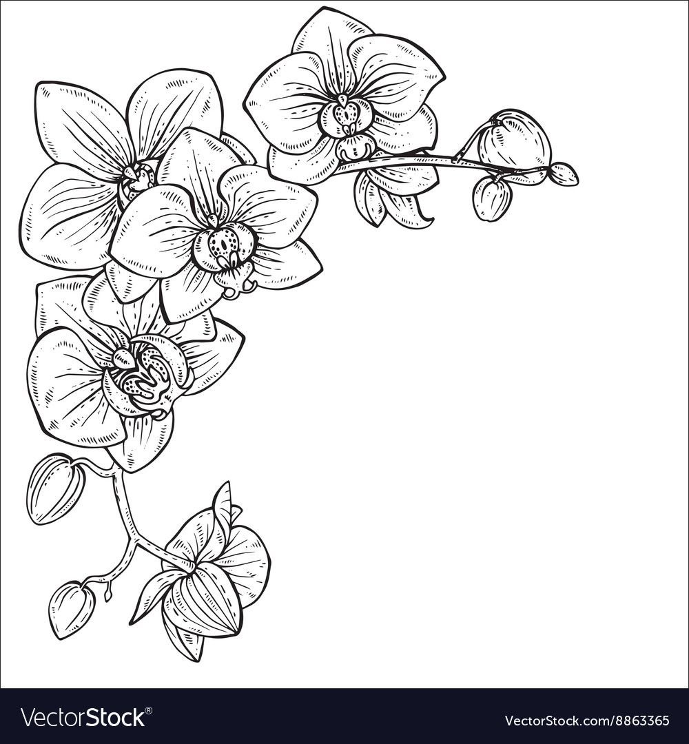 Орхидея контур Графика