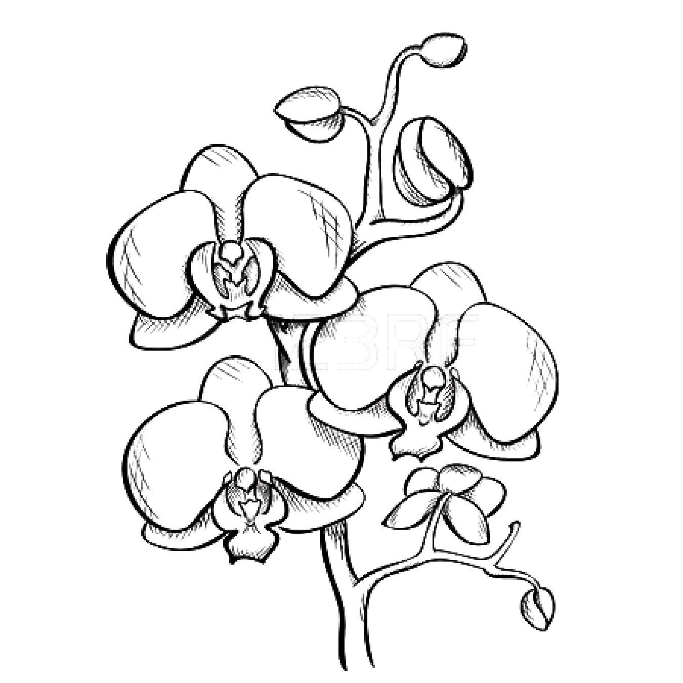 Орхидея эскиз контур