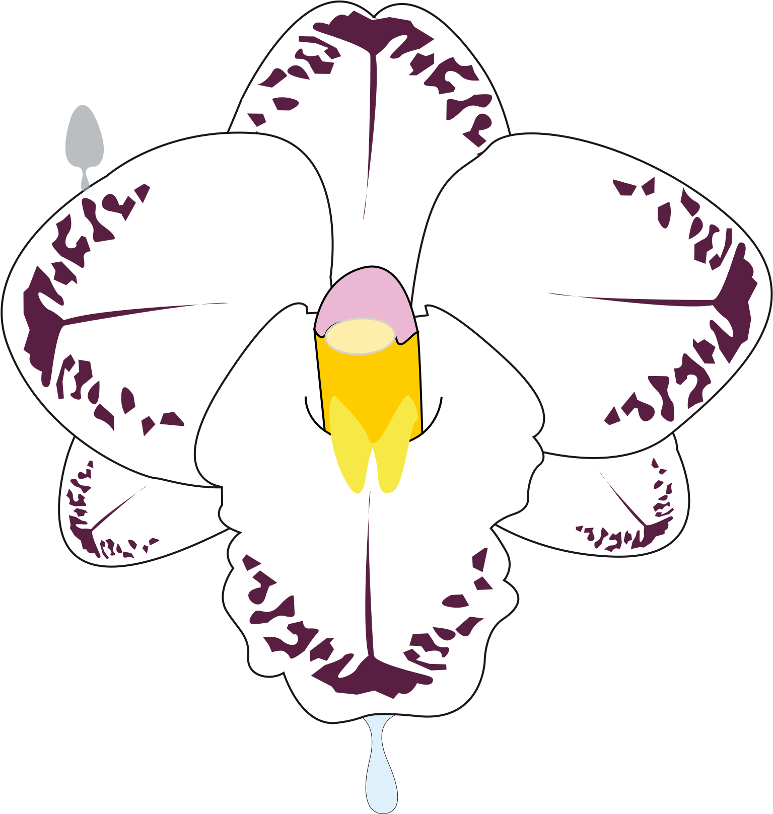 Орхидея векторный рисунок
