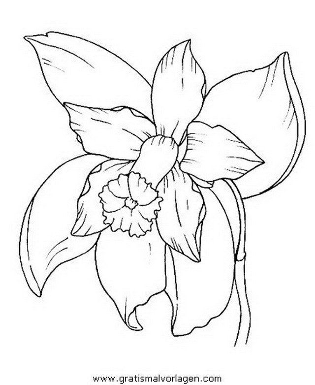 Орхидея раскраска для детей