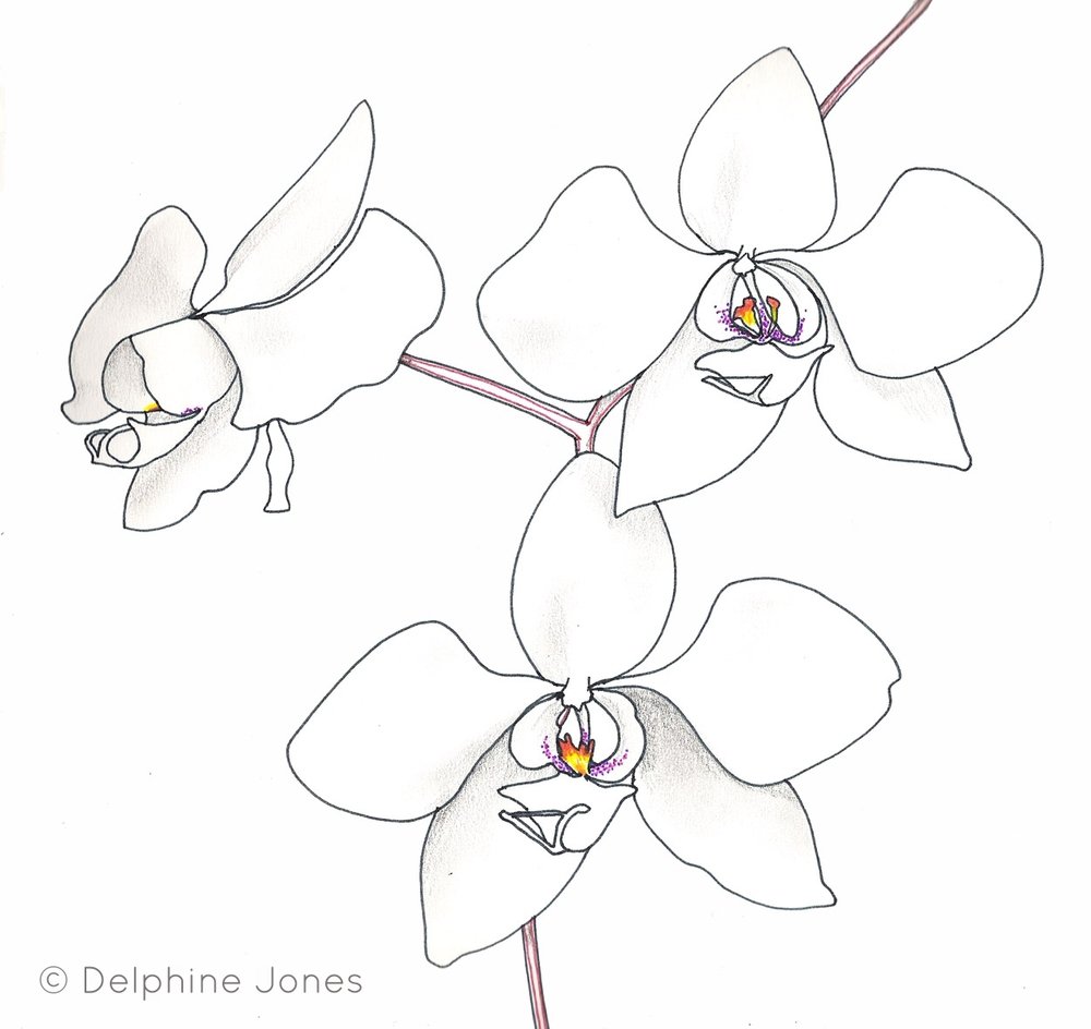 Орхидея поэтапное рисование