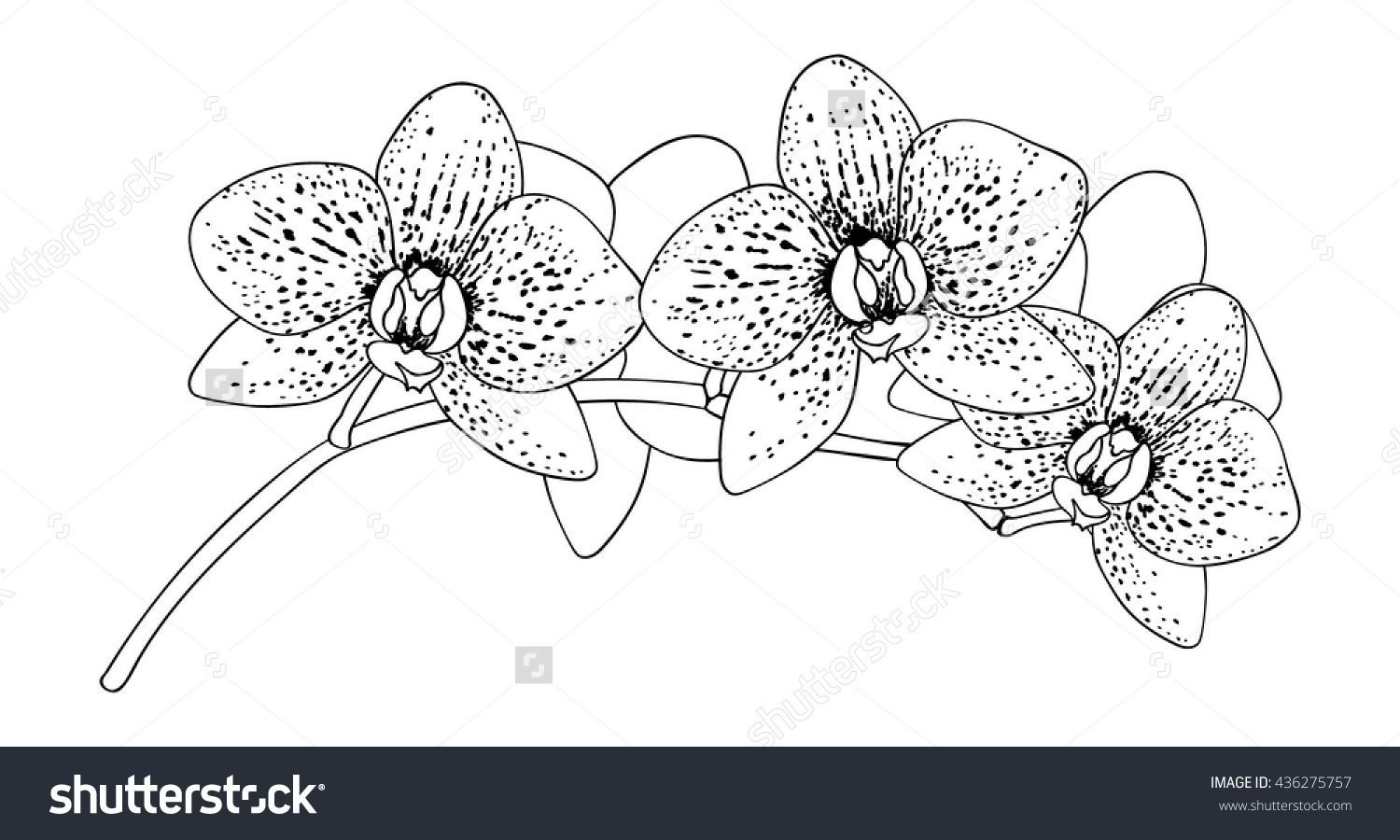 Орхидея трафарет точечный