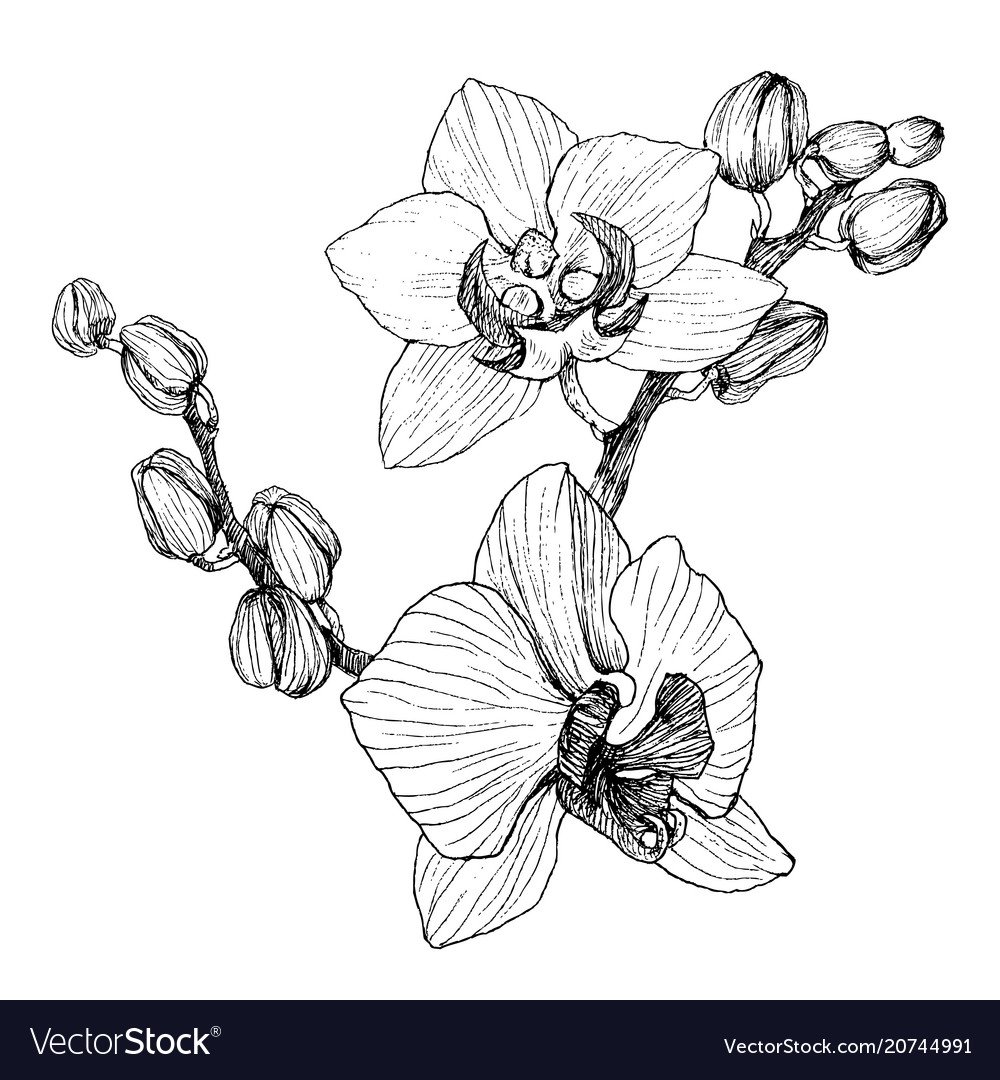 Ветка орхидеи Графика