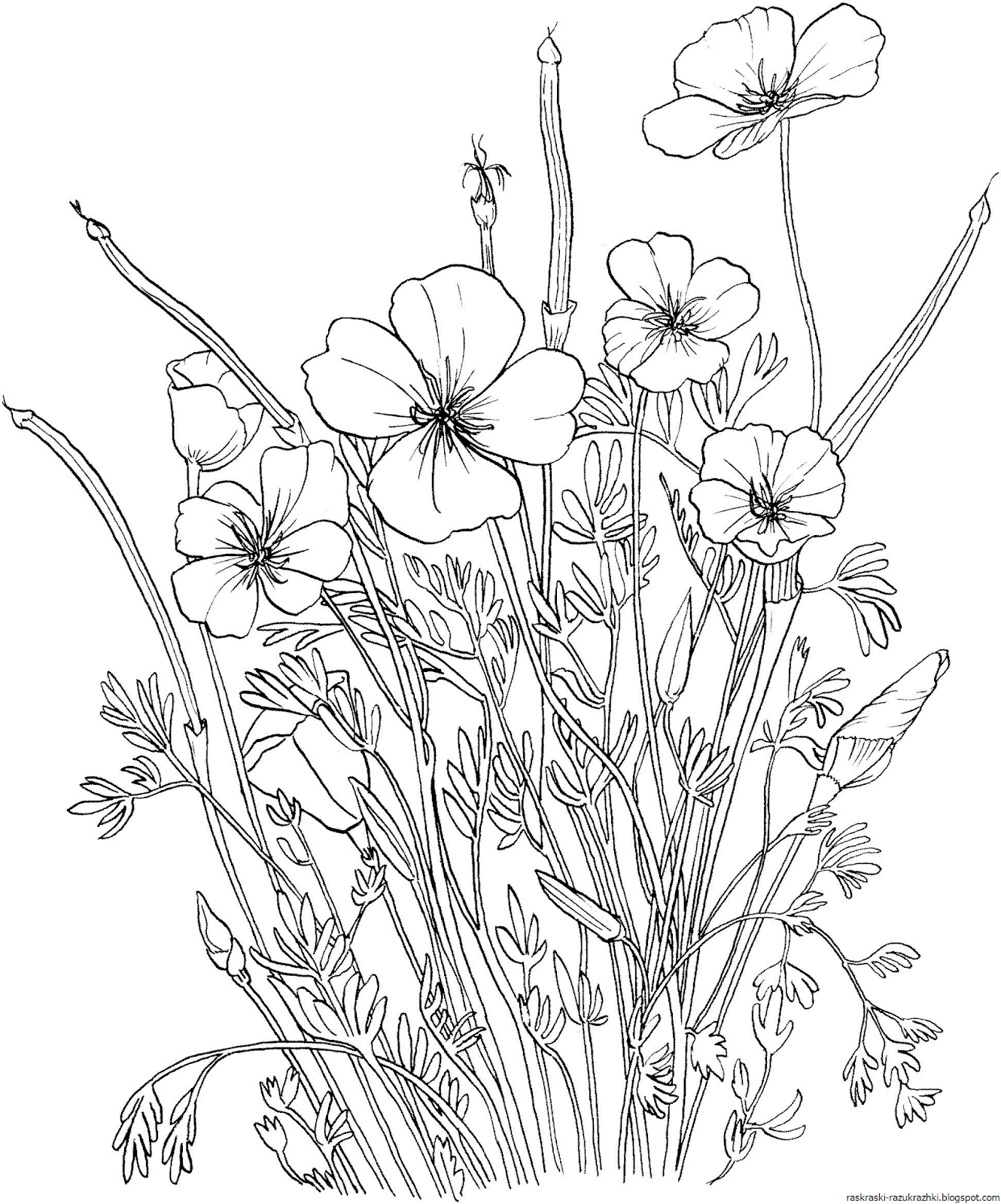Раскраска Лилия цветок
