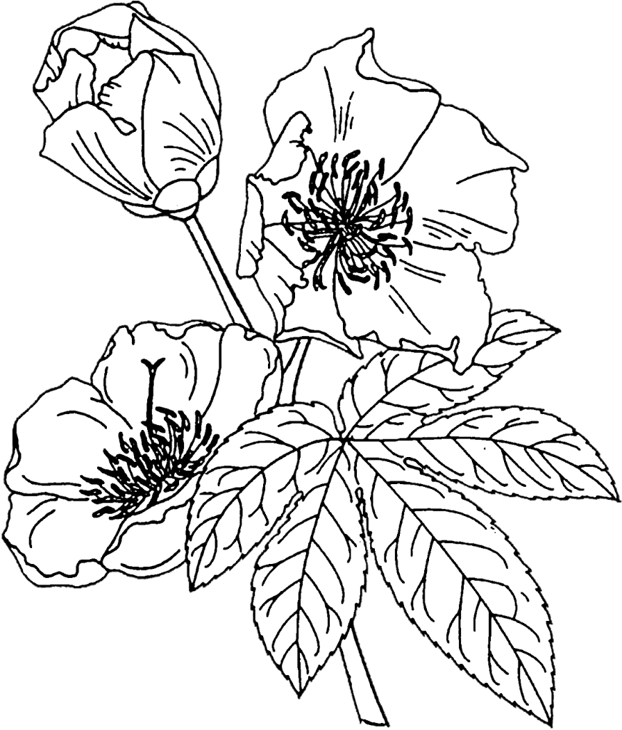 Белладонна раскраска растение