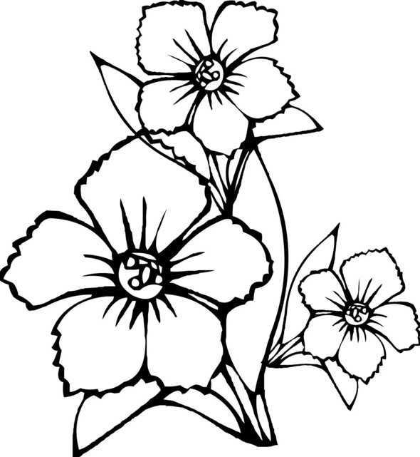 Тагетес Ботаническая иллюстрация