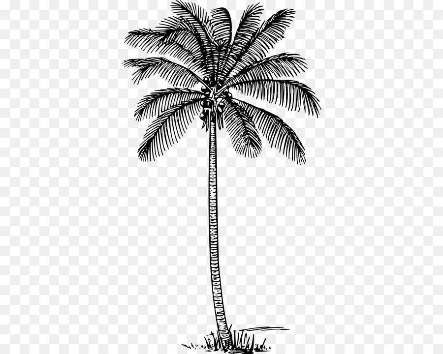 Пальма контурный рисунок