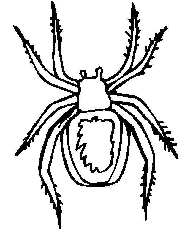 Раскраска насекомые паук