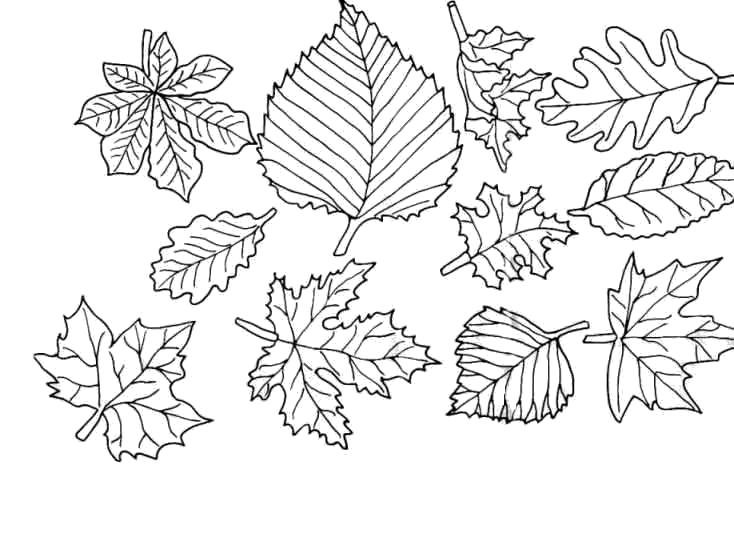 Листья разных деревьев контур