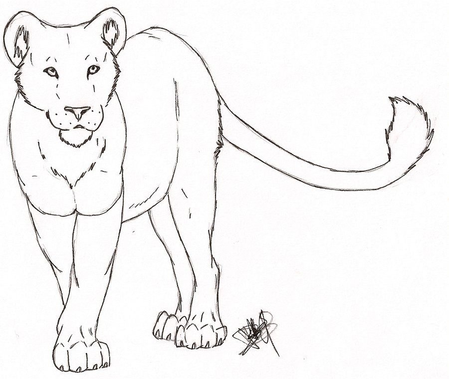 Рисунок пантеры карандашом для срисовки