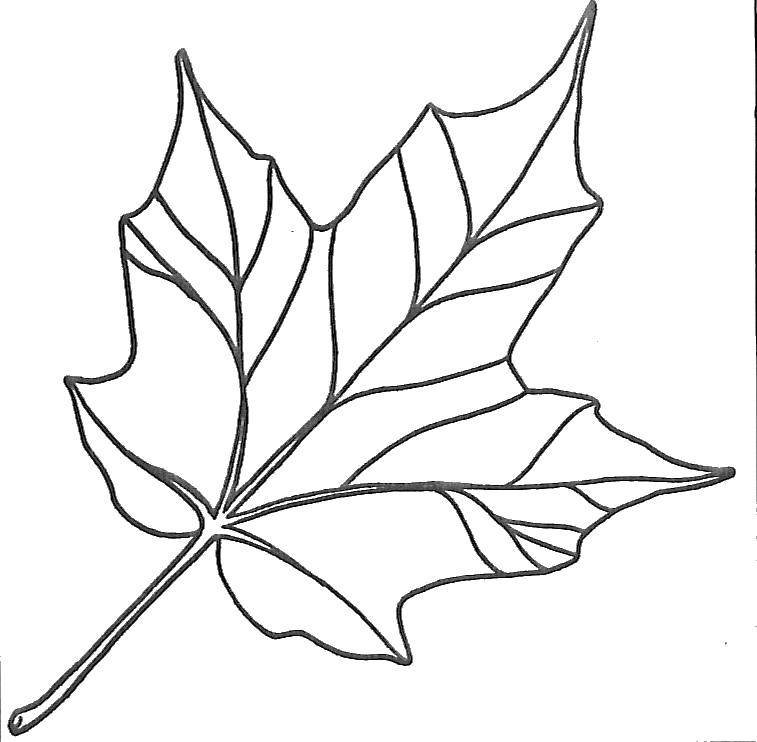 Контур осенних листьев