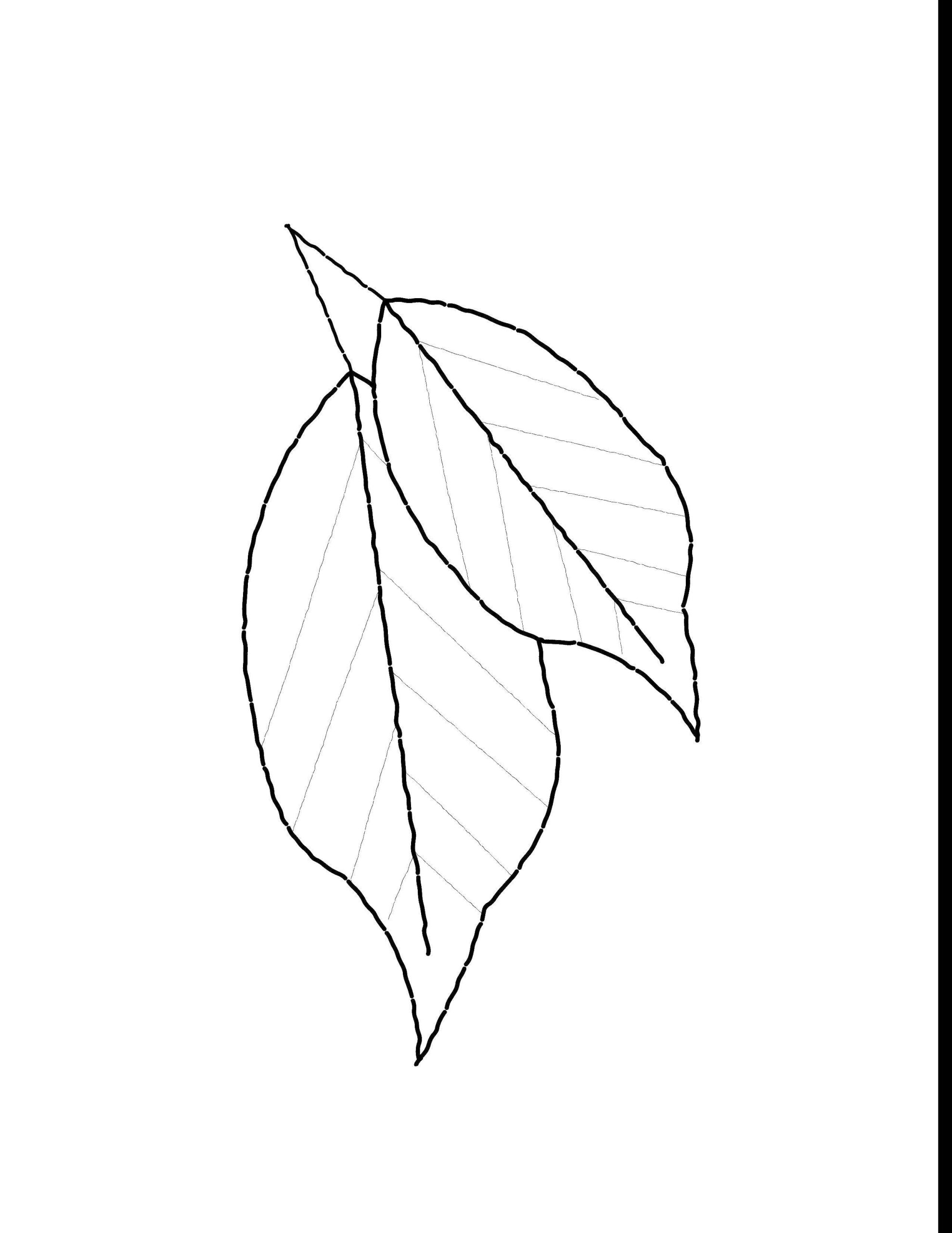 Лист яблони раскраска