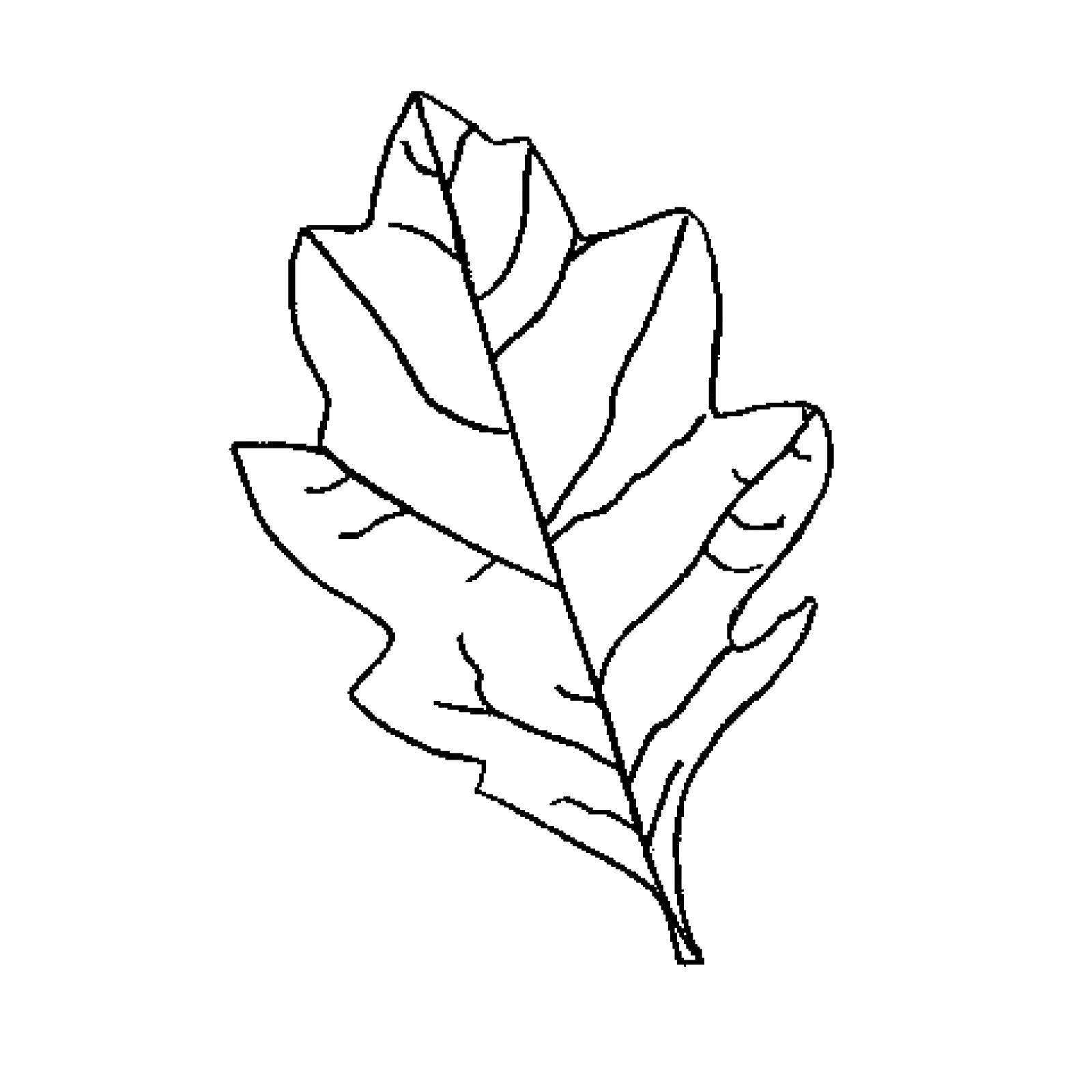 Листья рисунок