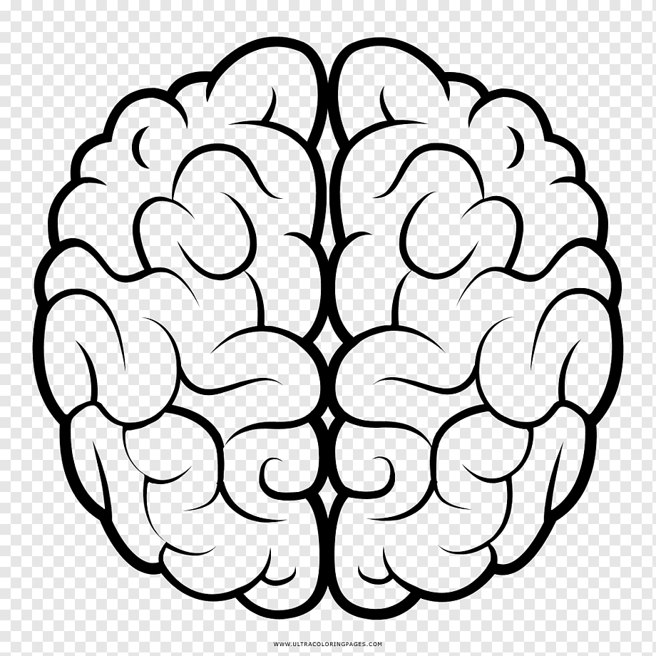 Мозг схематично