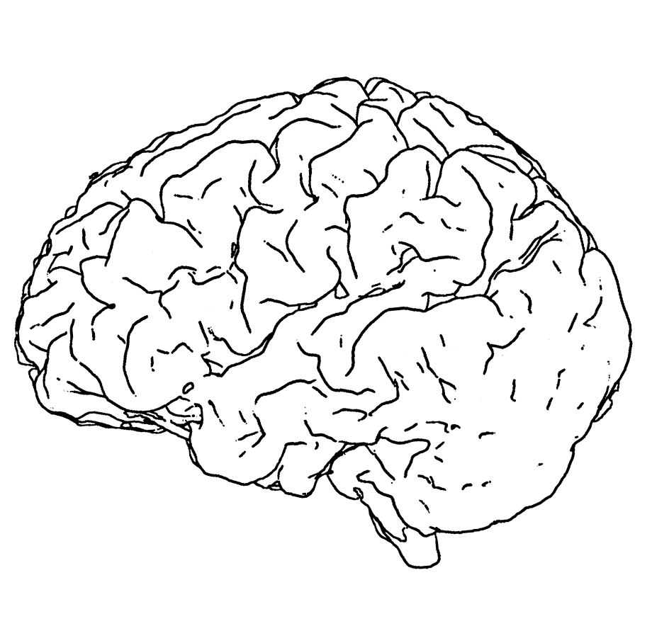 Очертания мозга
