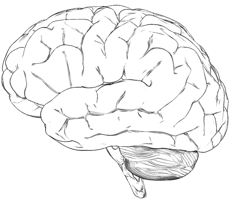 Очертания головного мозга
