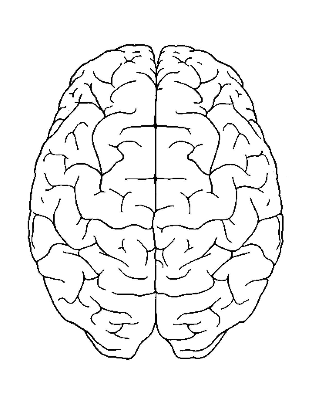 Мозг контур