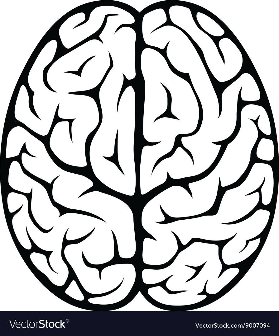 Мозг вид сверху рисунок