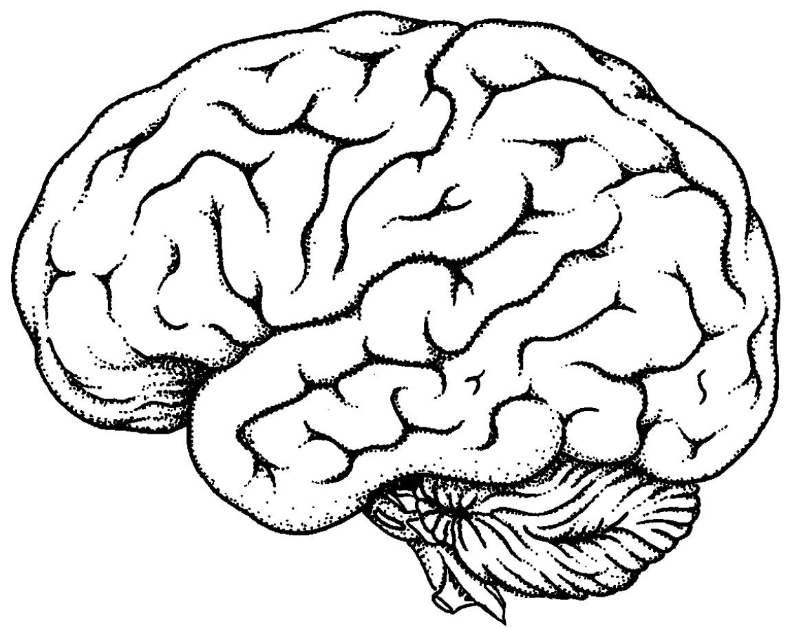 Мозг рисунок легкий