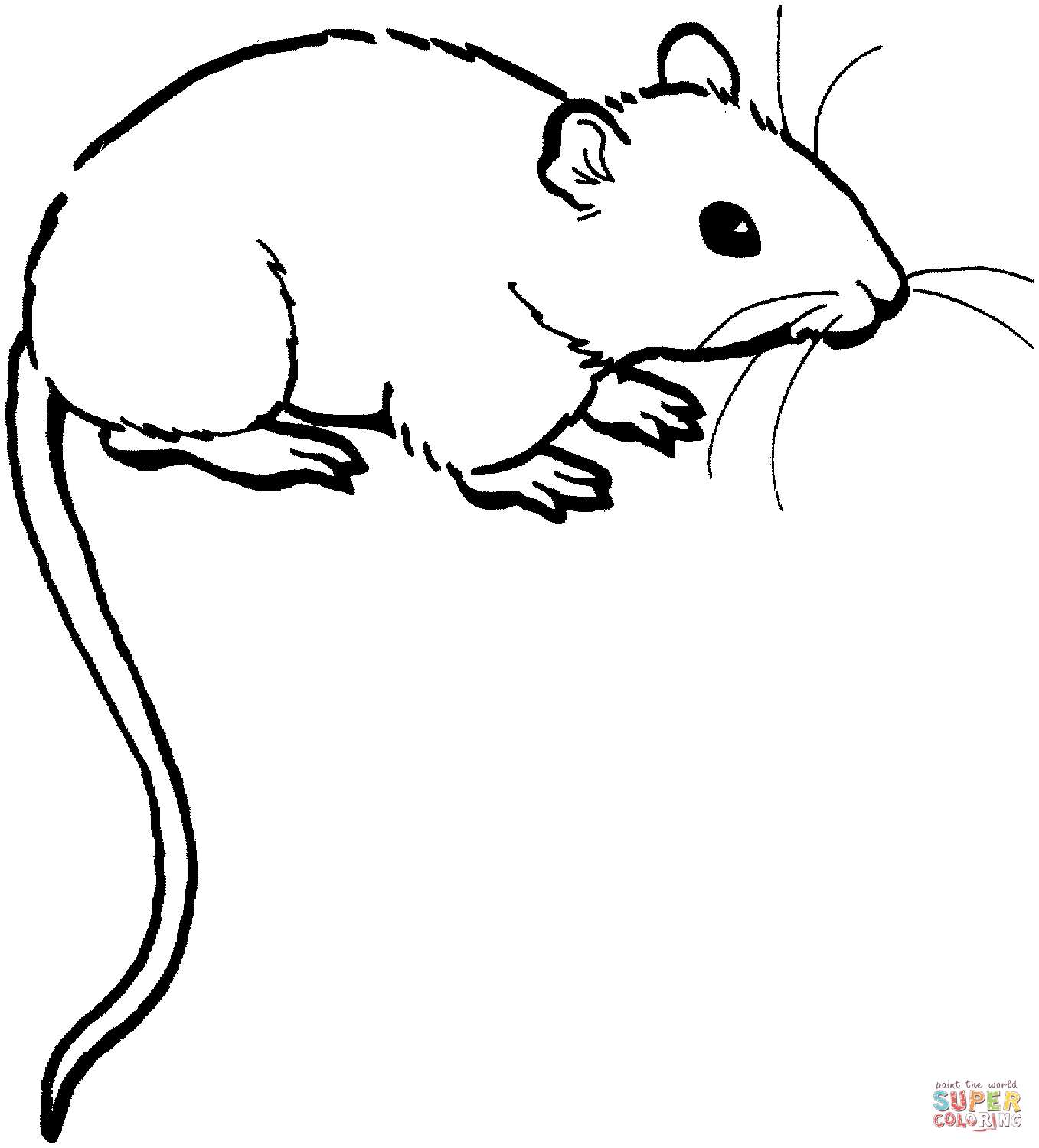 Крыса раскраска