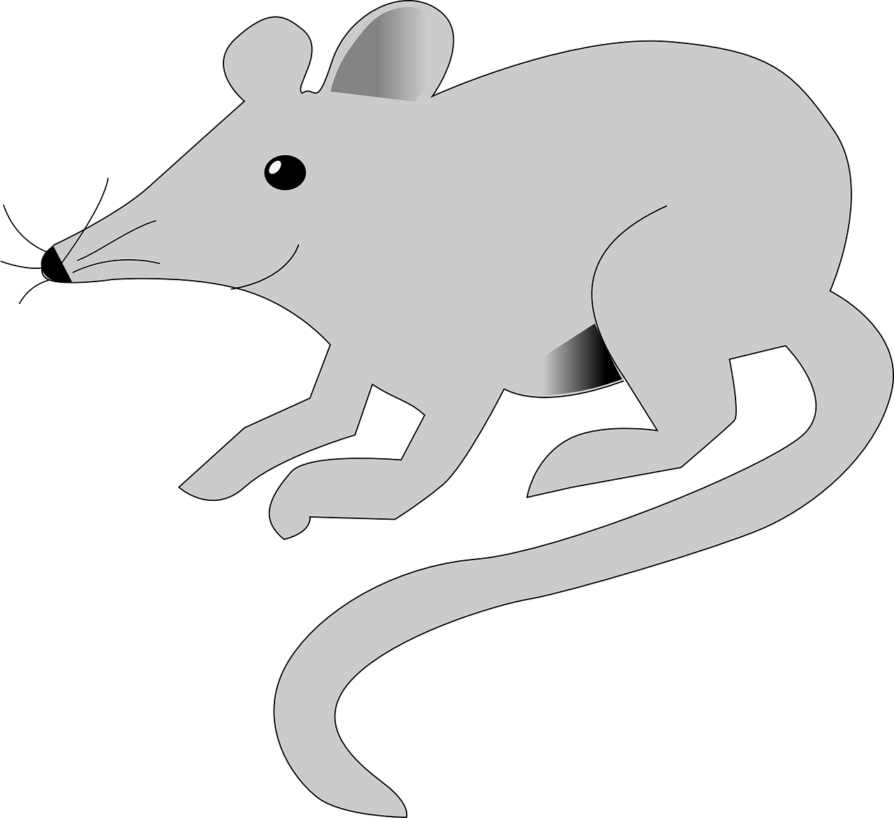 Крыса контур