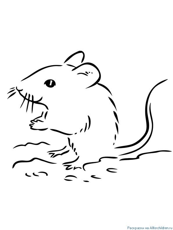 Контурное изображение мыши
