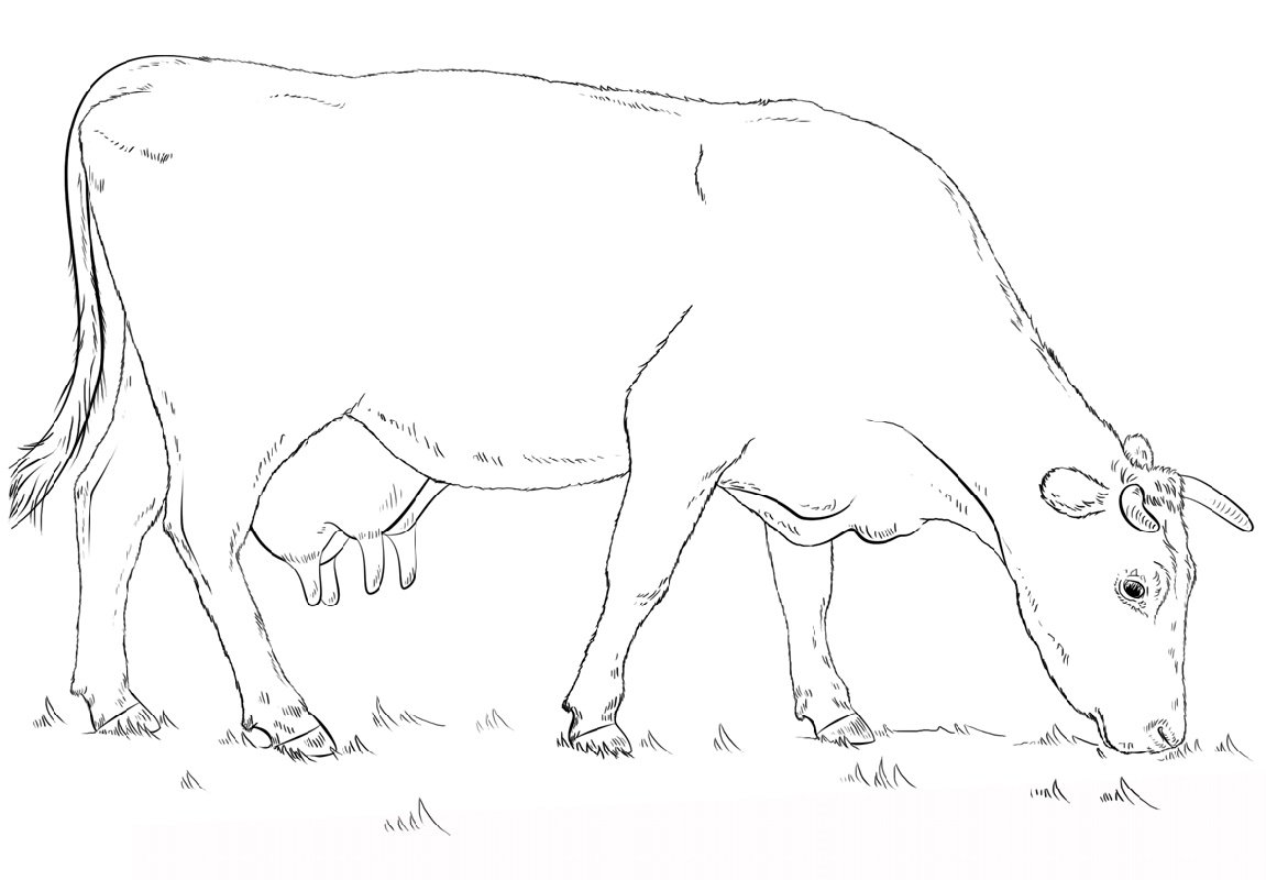 Корова рисунок карандашом