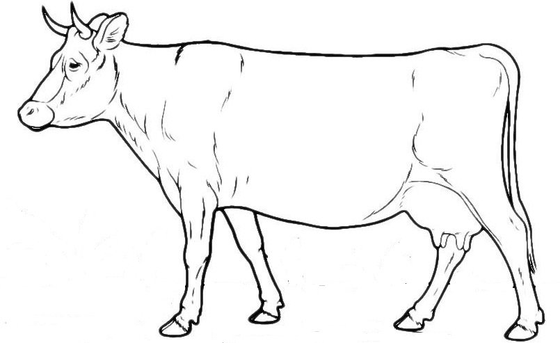 Туловище коровы