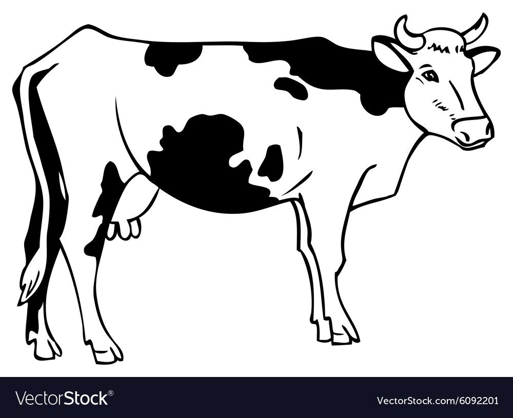 Пятна коровы контур