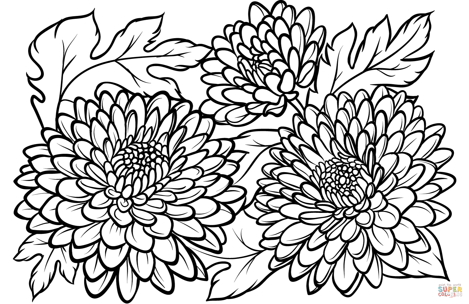Разукрашки цветы хризантемы