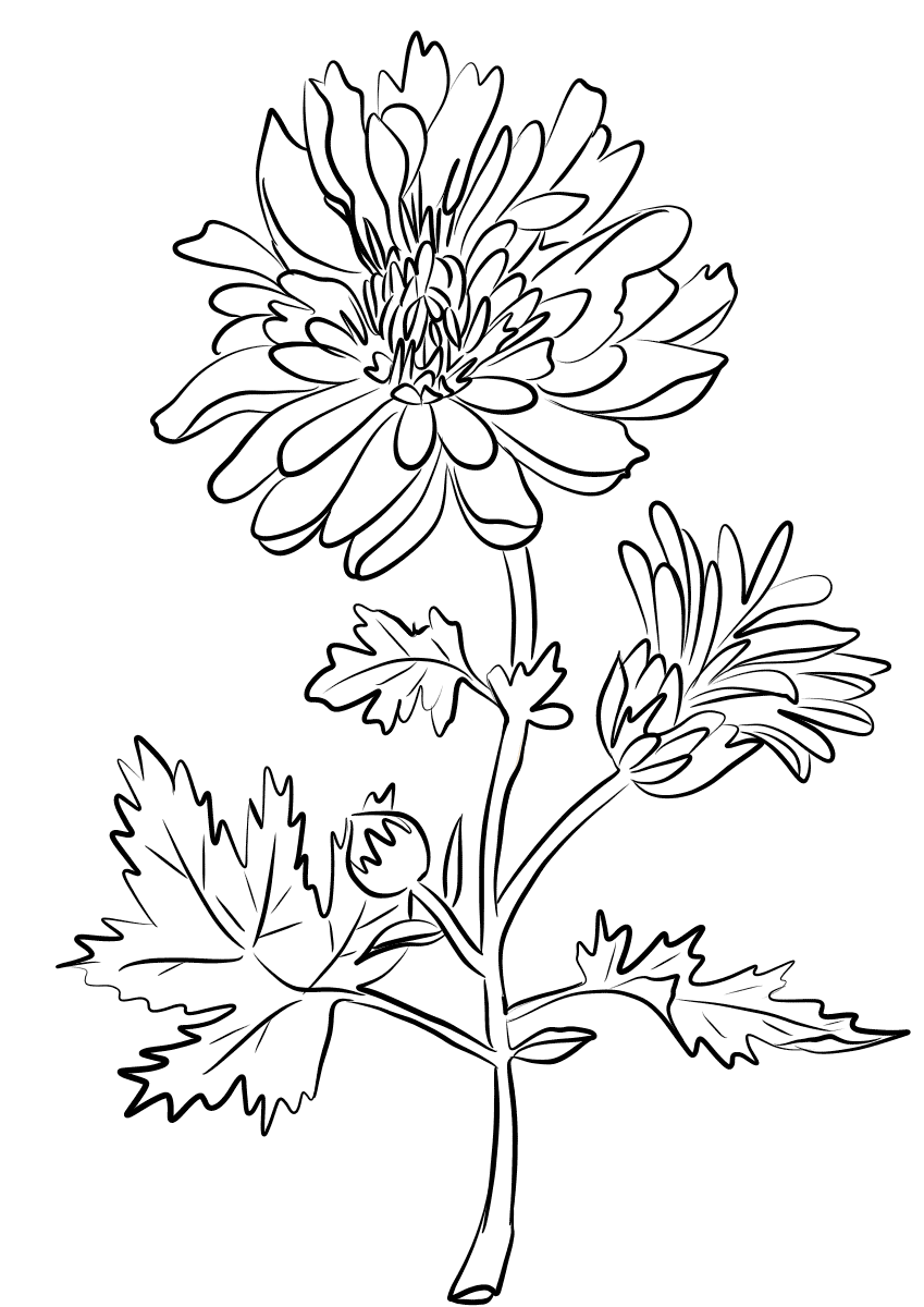 Хризантема раскраска для детей