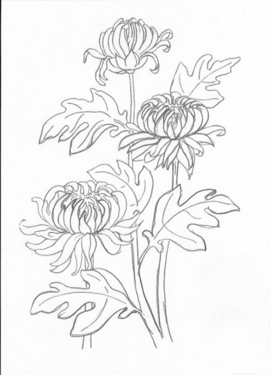 Раскраска Хризантема цветок