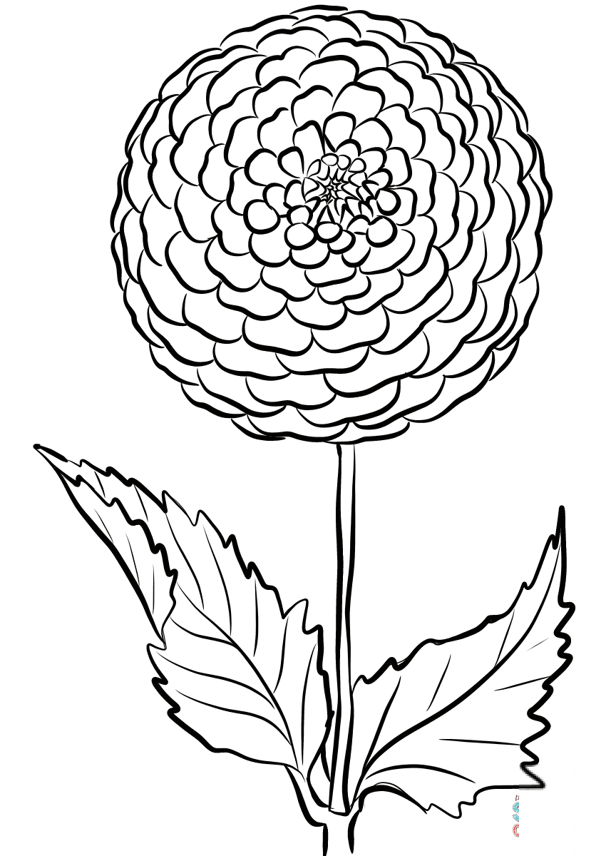 Раскраска цветы георгины